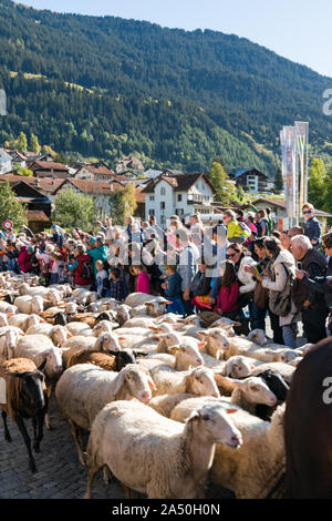 Savognin, GR / Svizzera - il 12 ottobre, 2019: gregge di pecore passano attraverso una folla di persone verso un recinto per bestiame Foto Stock