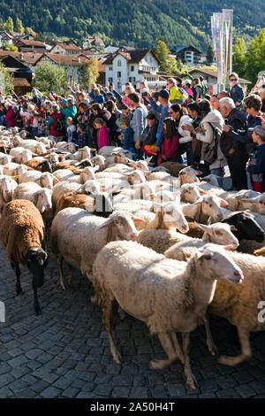 Savognin, GR / Svizzera - il 12 ottobre, 2019: gregge di pecore passano attraverso una folla di persone verso un recinto per bestiame Foto Stock