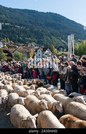 Savognin, GR / Svizzera - il 12 ottobre, 2019: gregge di pecore passano attraverso una folla di persone verso un recinto per bestiame Foto Stock