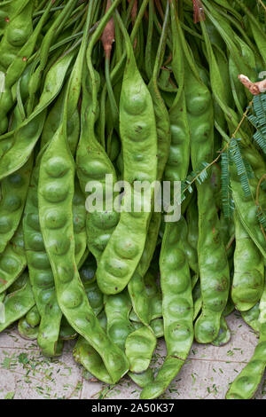 Baccelli di fagioli puzzolenti o amaro fagioli, in Thai sataw / sator (ผัดสะตอ), Lat. Parkia speciosa, un famoso alimento specialmente nel sud della Thailandia e della Malaysia Foto Stock