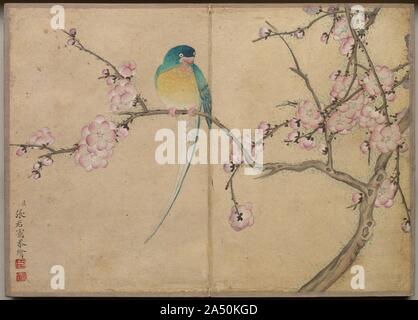 Desk: Album di fiori ed uccelli dipinti (Bird con fiori di susina), XVIII secolo. Foto Stock