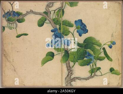 Desk: Album di fiori ed uccelli dipinti (arrampicata fiori blu), XVIII secolo. Foto Stock