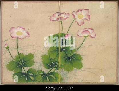 Desk: Album di fiori ed uccelli dipinti (fiori malva), XVIII secolo. Foto Stock