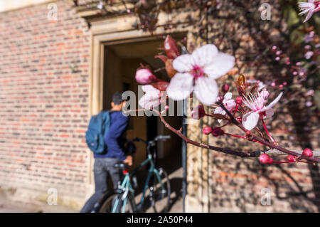 Emmanuel College gardens. Magnifica Cambridge University cortile con la spettacolare architettura Foto Stock