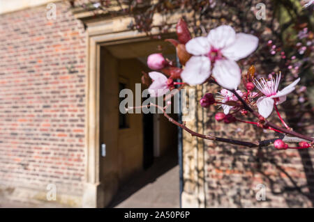 Emmanuel College gardens. Magnifica Cambridge University cortile con la spettacolare architettura Foto Stock