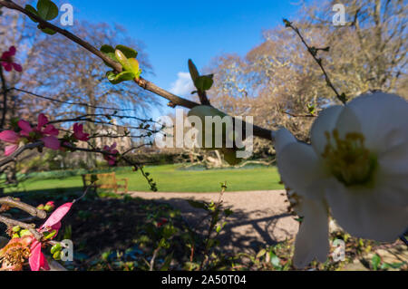 Emmanuel College gardens. Magnifica Cambridge University cortile con la spettacolare architettura Foto Stock