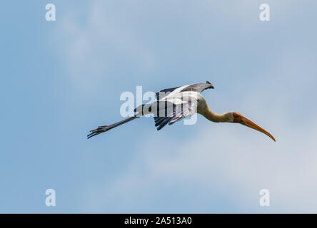 Dipinto di Stork (Mycteria leucocephala) volare basso verso il lago Foto Stock