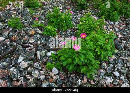 Peonia (Paeonia broteri), Monfrague National Park, Caceres, Estremadura, Spagna, Europa Foto Stock