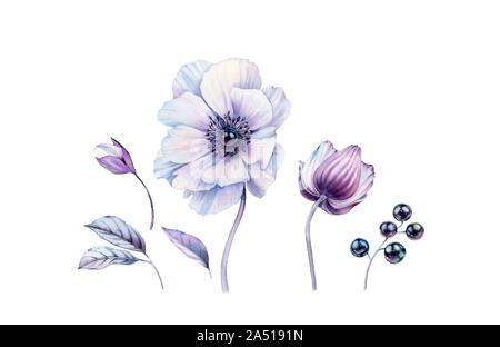 Acquerello anemoni bianchi con perla nera all'interno impostato. Dipinte a mano e realistiche illustrazioni botaniche bundle. isolato su bianco fiori, foglie Foto Stock