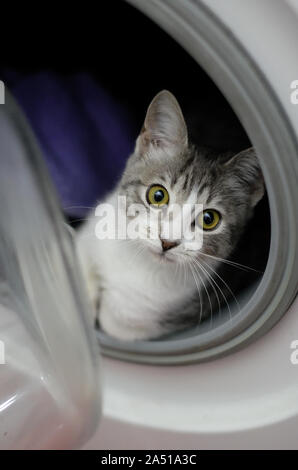 Bel colore bianco e grigio cat in appoggio all'interno di una macchina di lavaggio Foto Stock