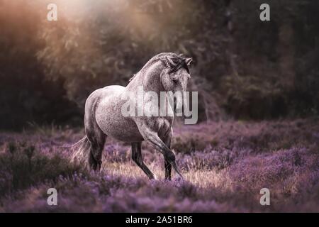 Pura Raza Española Foto Stock