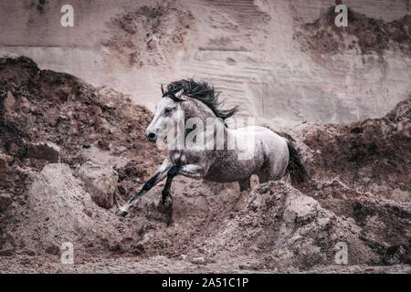 Pura Raza Española Foto Stock