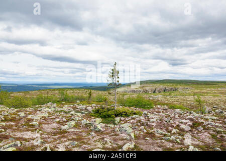 Vecchio albero di abete rosso su un altopiano di montagna Foto Stock