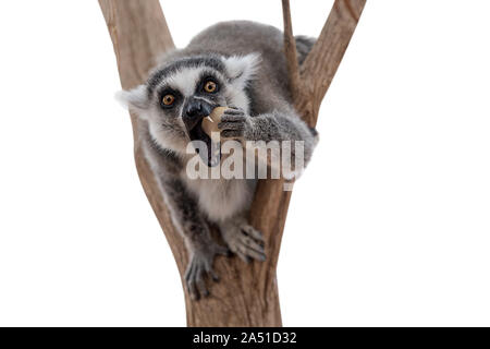 Lemur isolati su sfondo bianco. Lemur guardando la fotocamera e squisito. Funny foto di lemuri in fauna selvatica. In pericolo di estinzione di specie della fauna del Madagascar Foto Stock