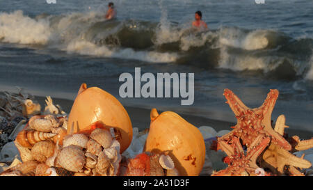 CHENNAI,TAMIL NADU/India-2 marzo 2018:a Marina Beach,conchiglie,starfish e altre marine oggetti correlati spiraglio di sole come le persone giocano in onde essere Foto Stock