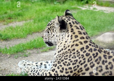 Leopardo persiano vista laterale verticale Foto Stock