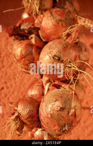 Cipolla rossa appeso sulla bellissima ora d'oro Foto Stock