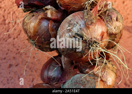 Cipolla rossa appeso a lui bella ora d'oro. Ancora in vita. Foto Stock