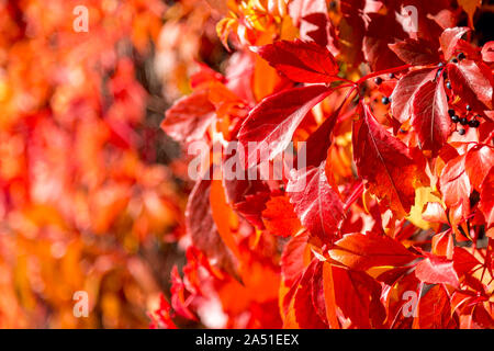 Foglie di autunno sfondo. Ripresa macro di foglie d'edera diventa rosso. Inglese (Edera Hedera helix) il rivestimento di pareti. Foto Stock