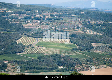 Alberi di ulivi a Orvieto, Umbria, Italia. 20 agosto 2019 © Wojciech Strozyk / Alamy Stock Photo Foto Stock