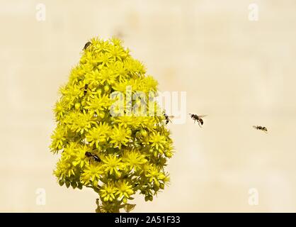 European miele delle api (Apis mellifera) raccolta di polline e miele delle api il polline raccolto dal fiore giallo, honeybee, miele delle api Foto Stock