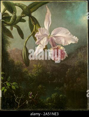 Tre Uccello Della Fioritura Di Orchidee Foto Stock Alamy
