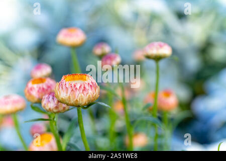 Fiori presso la fattoria di Tacoma Washington Foto Stock