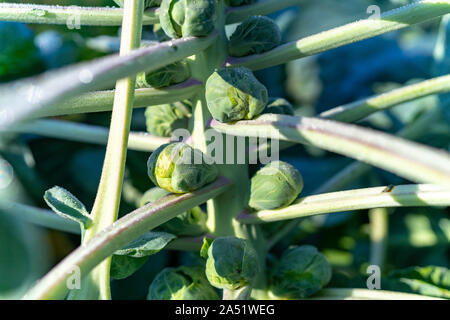 Frosty broccoli in azienda agricola biologica di Tacoma Washigton Foto Stock