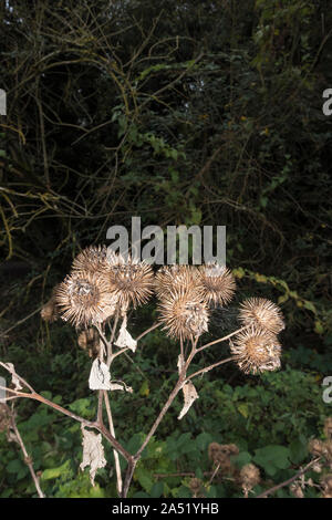 Teste di seme di bardana maggiore crescita selvaggia Foto Stock