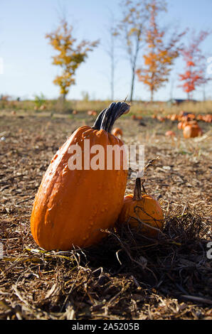 Close-up contro la zucca zucca patch e il campo Foto Stock