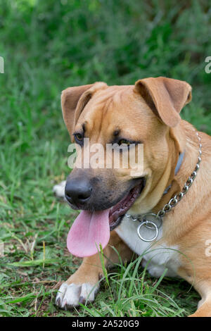 Carino l'american pit bull terrier cucciolo è sdraiato su un prato verde nel parco. Gli animali da compagnia. Cane di razza. Foto Stock