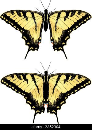 Nero giallo tiger a coda di rondine, big machaon butterfly illustrazione. Illustrazione Vettoriale