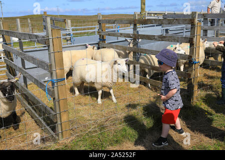 South Uist & Benbecula spettacolo agricolo, pecore a giudicare, nelle Ebridi Esterne, Scotland, Regno Unito Foto Stock