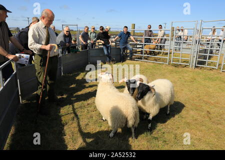 Blackface pecore presso il South Uist & Benbecula spettacolo agricolo, nelle Ebridi Esterne, Scotland, Regno Unito Foto Stock