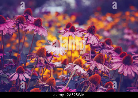Di un bel colore rosa violetto porpora echinacea purpurea, Eastern purple coneflower hedgehog fiori su sbiadito sfondo sfocato. Arte oscura moody floreale. Tonica w Foto Stock
