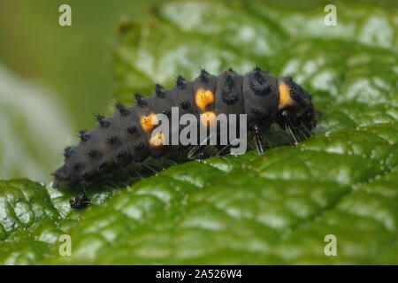 7 spot Ladybird larva (Coccinella septempunctata) in appoggio sul Rovo foglie. Tipperary, Irlanda Foto Stock