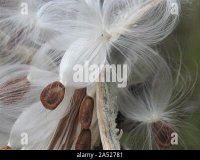 Primo piano di uno scoppio milkweed seed pods Foto Stock