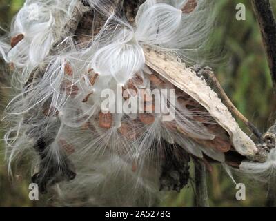 Primo piano di uno scoppio milkweed seed pods Foto Stock