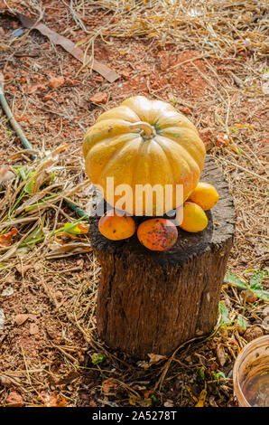 Zucca e Mango sul log Foto Stock