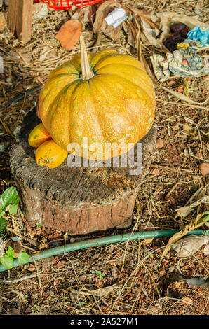 Kalabasa zucca e Comune di mango sul log in giardino Foto Stock