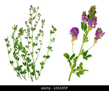 Fiori di erba medica e di impianto isolato su sfondo bianco. Foto Stock
