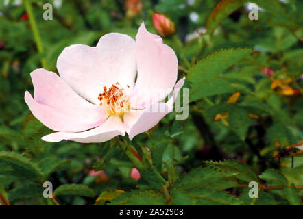 Corolla close up dei fiori di rosa canina. Foto Stock
