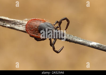 Pecore tick o Deer tick (Ixodes ricinus) strisciando lungo il gambo di pianta. Tipperary, Irlanda Foto Stock