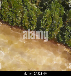 Abstract cercando vista aerea di un raccolto di grano giallo campo accanto a un verde foresta di conifere Foto Stock