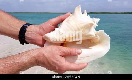 Mani belle shell sulla spiaggia di Bonaire Foto Stock