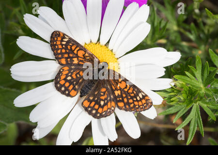 Maivogel, Kleiner Maivogel, Eschen-Scheckenfalter, Eschenscheckenfalter, Euphydryas maturna, Hypodryas maturna, maturità Euphydryas, scarse fritillary, Foto Stock