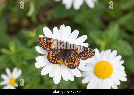 Maivogel, Kleiner Maivogel, Eschen-Scheckenfalter, Eschenscheckenfalter, Euphydryas maturna, Hypodryas maturna, maturità Euphydryas, scarse fritillary, Foto Stock