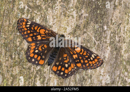 Maivogel, Kleiner Maivogel, Eschen-Scheckenfalter, Eschenscheckenfalter, Euphydryas maturna, Hypodryas maturna, maturità Euphydryas, scarse fritillary, Foto Stock