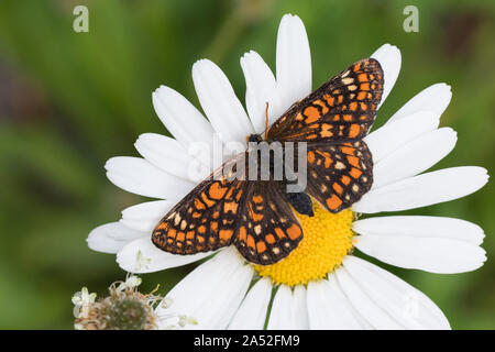 Maivogel, Kleiner Maivogel, Eschen-Scheckenfalter, Eschenscheckenfalter, Euphydryas maturna, Hypodryas maturna, maturità Euphydryas, scarse fritillary, Foto Stock