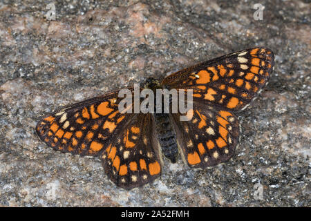 Maivogel, Kleiner Maivogel, Eschen-Scheckenfalter, Eschenscheckenfalter, Euphydryas maturna, Hypodryas maturna, maturità Euphydryas, scarse fritillary, Foto Stock